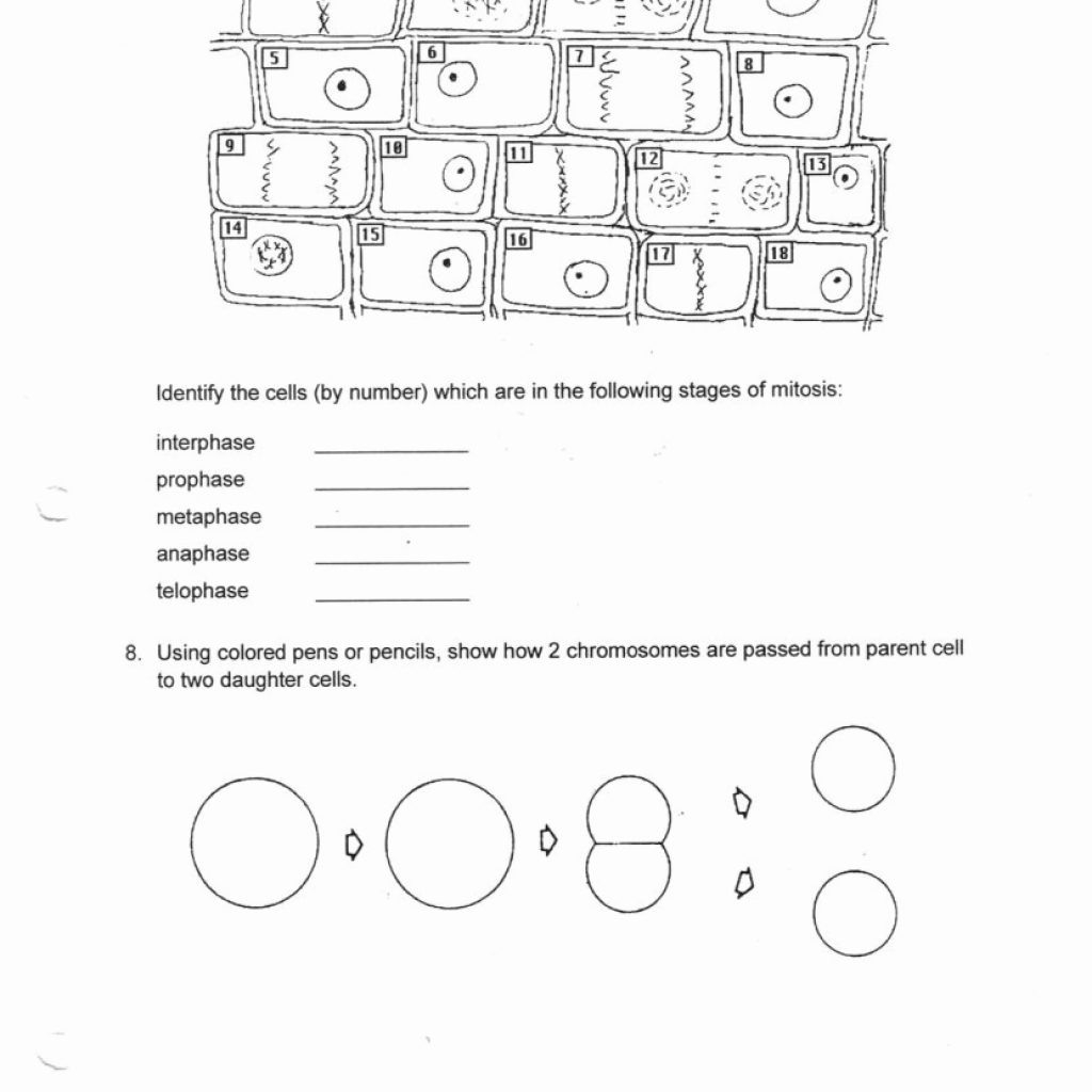 Onion Cell Mitosis Worksheet Answers Db excel