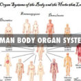 Organ Systems Of The Body