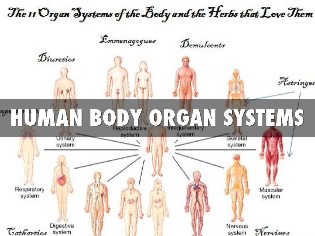 Organ Systems Of The Body — db-excel.com