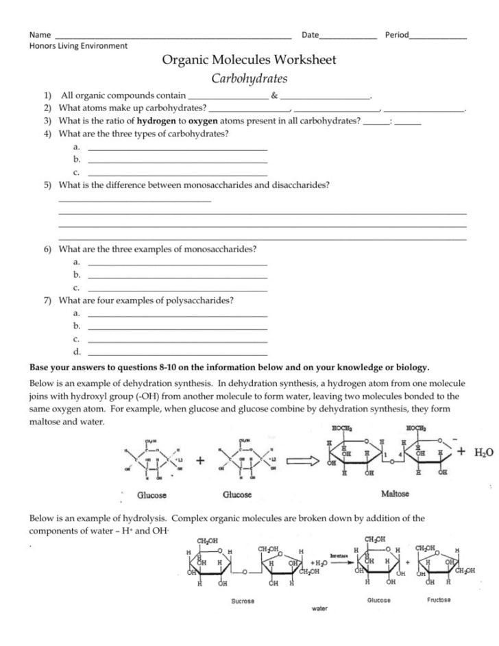 Biological Molecules Worksheet