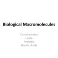 Outline Fungus Of The Day Biological Macromolecules