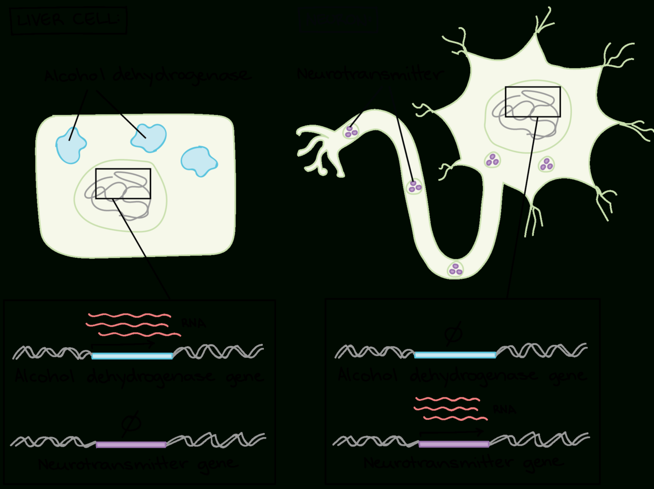 Overview Eukaryotic Gene Regulation Article  Khan Academy