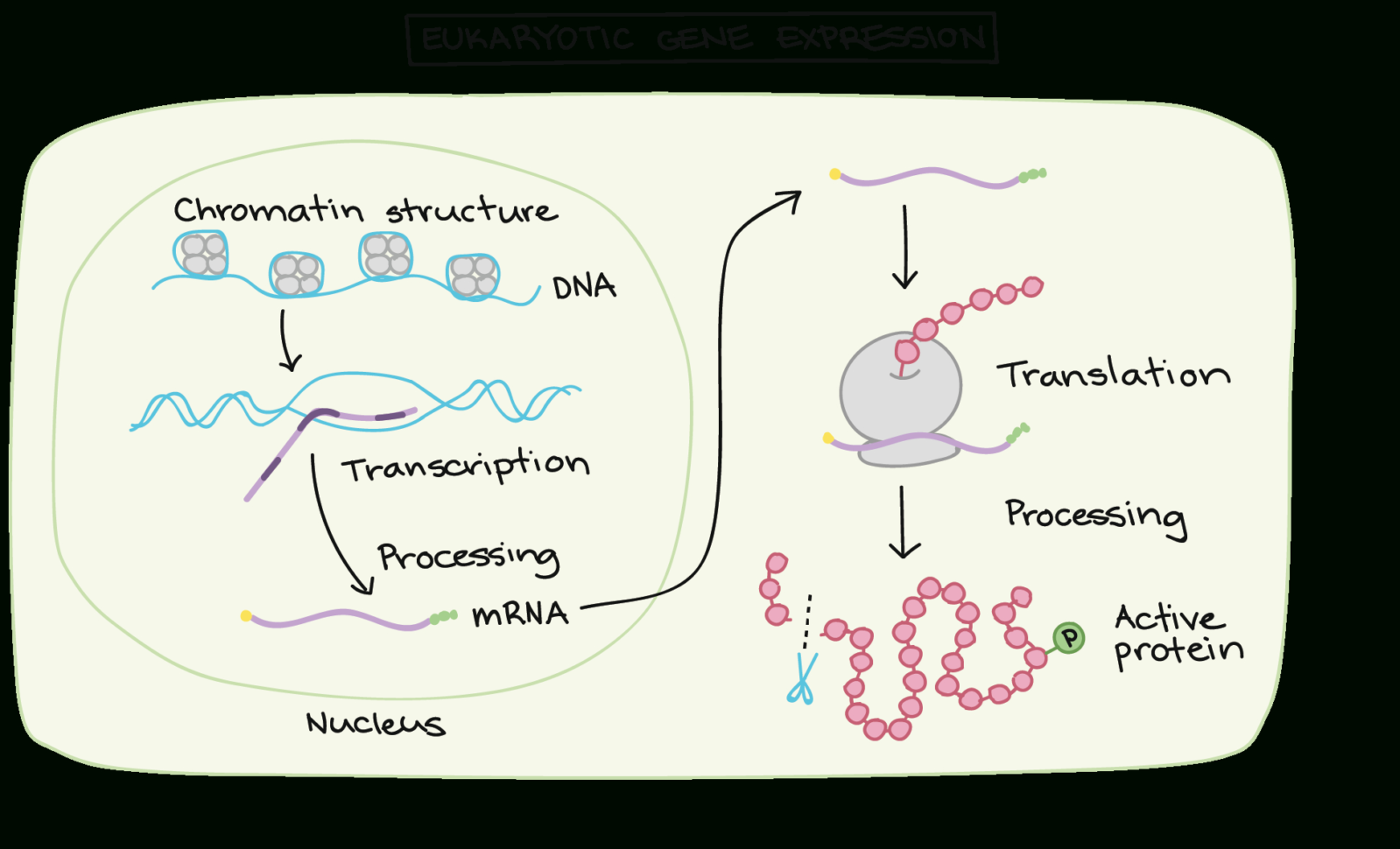 Overview Eukaryotic Gene Regulation Article  Khan Academy