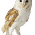 Owl Facts For Kids  Information About Owls  Dk Find Out