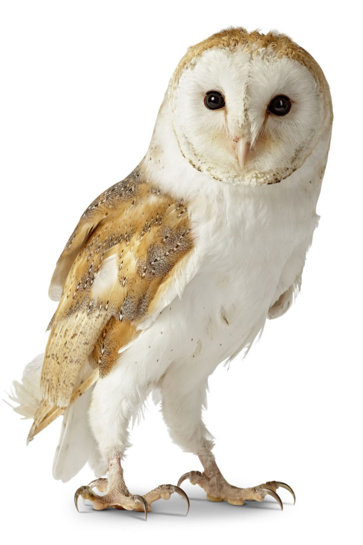 Facts About Birds Worksheet