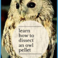 Owl Pellet Activity For Kids