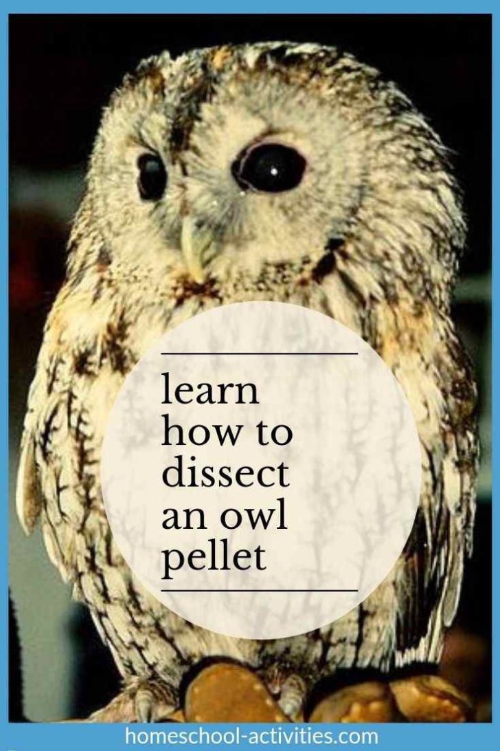 Owl Pellet Dissection Worksheet