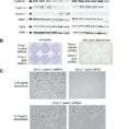P53 Promotes Cell Survival Due To The Reversibility Of Its
