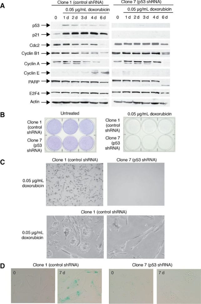 P53 Promotes Cell Survival Due To The Reversibility Of Its