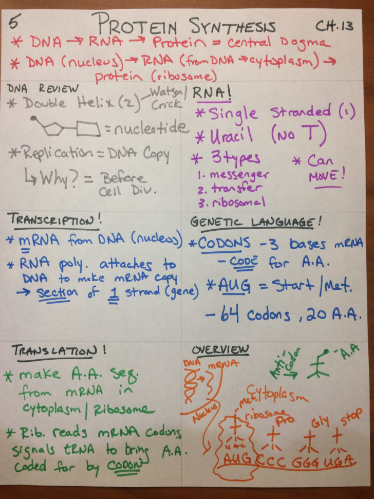 Protein Synthesis Webquest Worksheet Answer Key