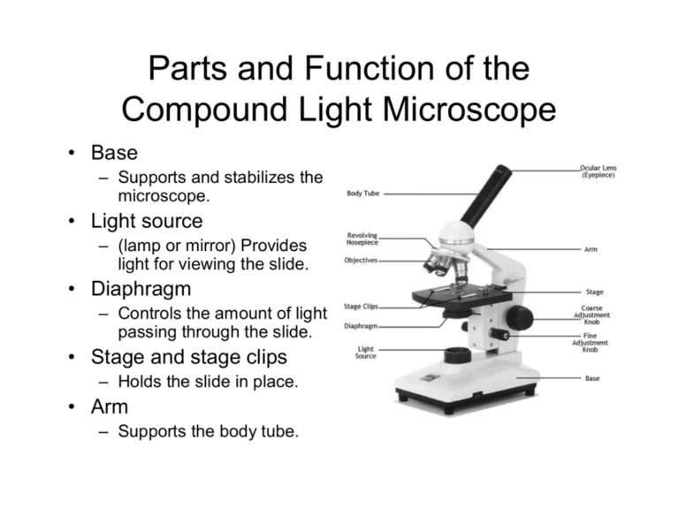 Using A Compound Light Microscope Worksheet —