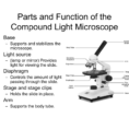 Parts And Function Of The Compound Light Microscope