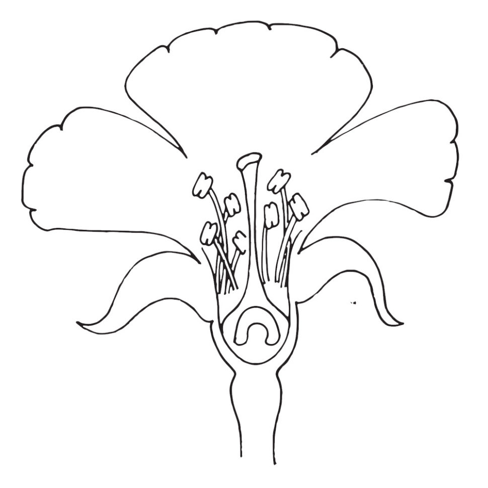 Parts Of A Flower Diagram Clipart  Cooler Home Designs