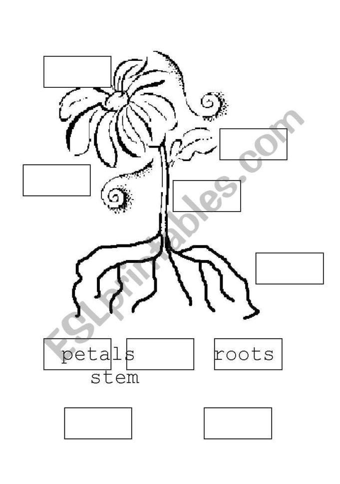 Parts Of A Flower  Esl Worksheetberesa