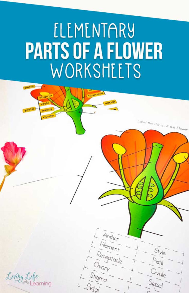 Parts Of A Flower Worksheet Parts Of A Flower Worksheet