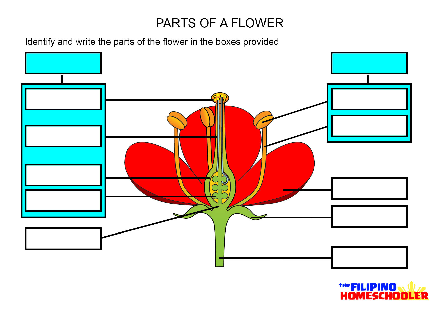 Parts Of A Flower Worksheet – The Filipino Homeschooler