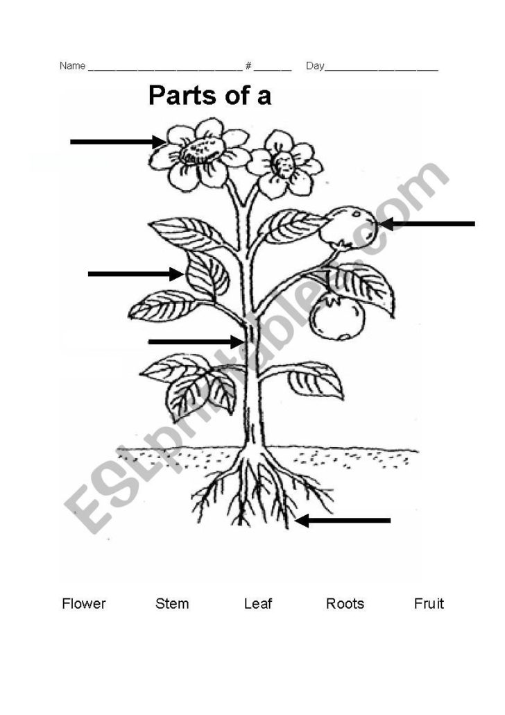 Parts Of A Flower Worksheet — db-excel.com