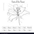 Parts Of The Flower Worksheet In Black And White