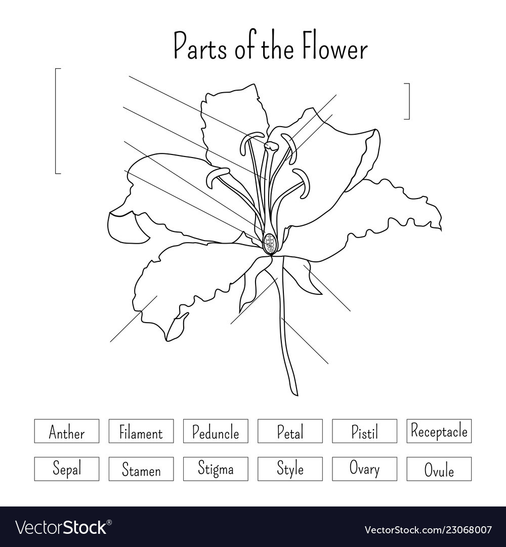 Parts Of A Flower Worksheet —