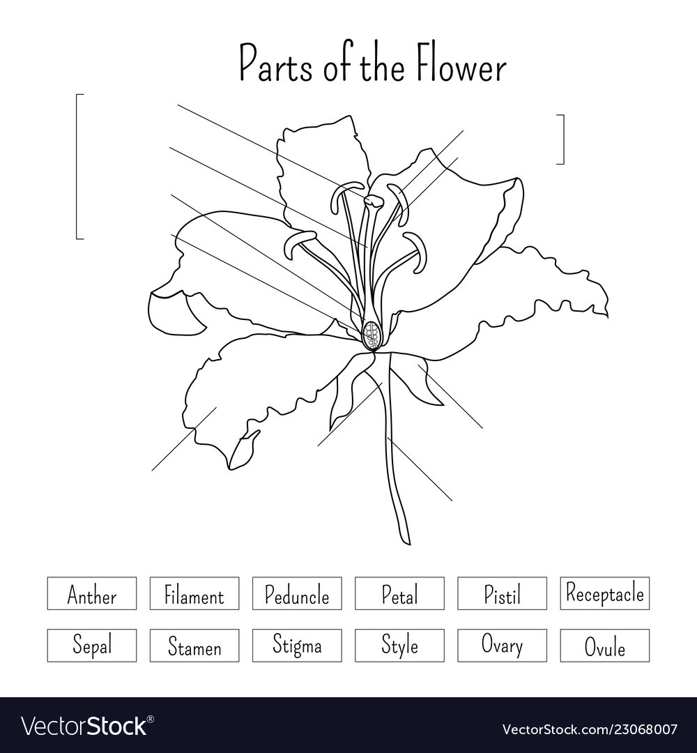 Parts Of A Flower Worksheet Db excel