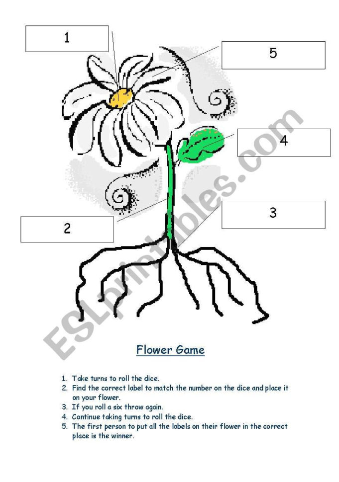 Parts Of The Plant  Esl Worksheetrebeccagsj