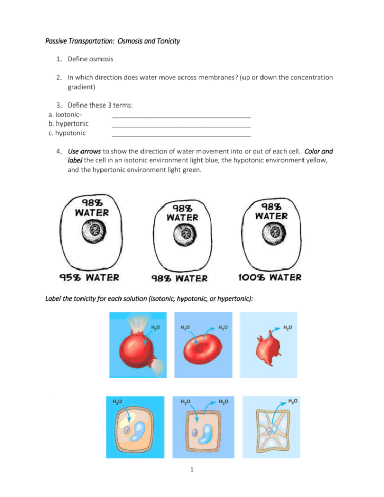 Passive  Active Transport Worksheet