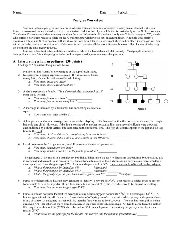 Pedigree Worksheet 2