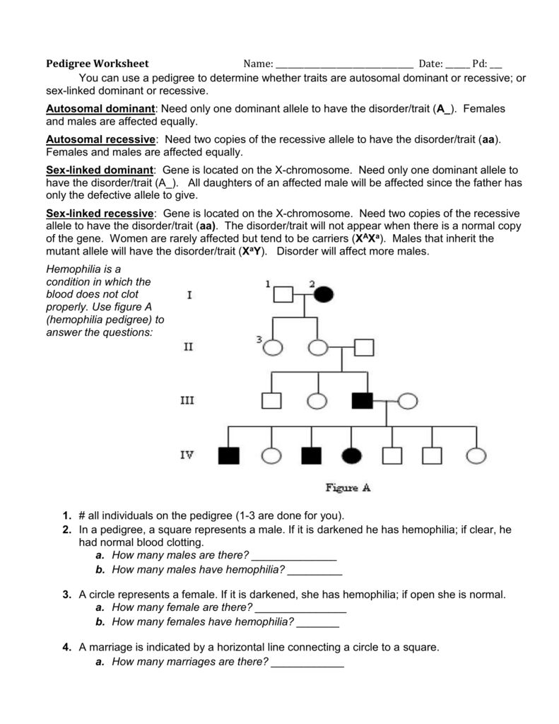 Pedigree Worksheet 3 Hemophilia The Royal Disease Answers
