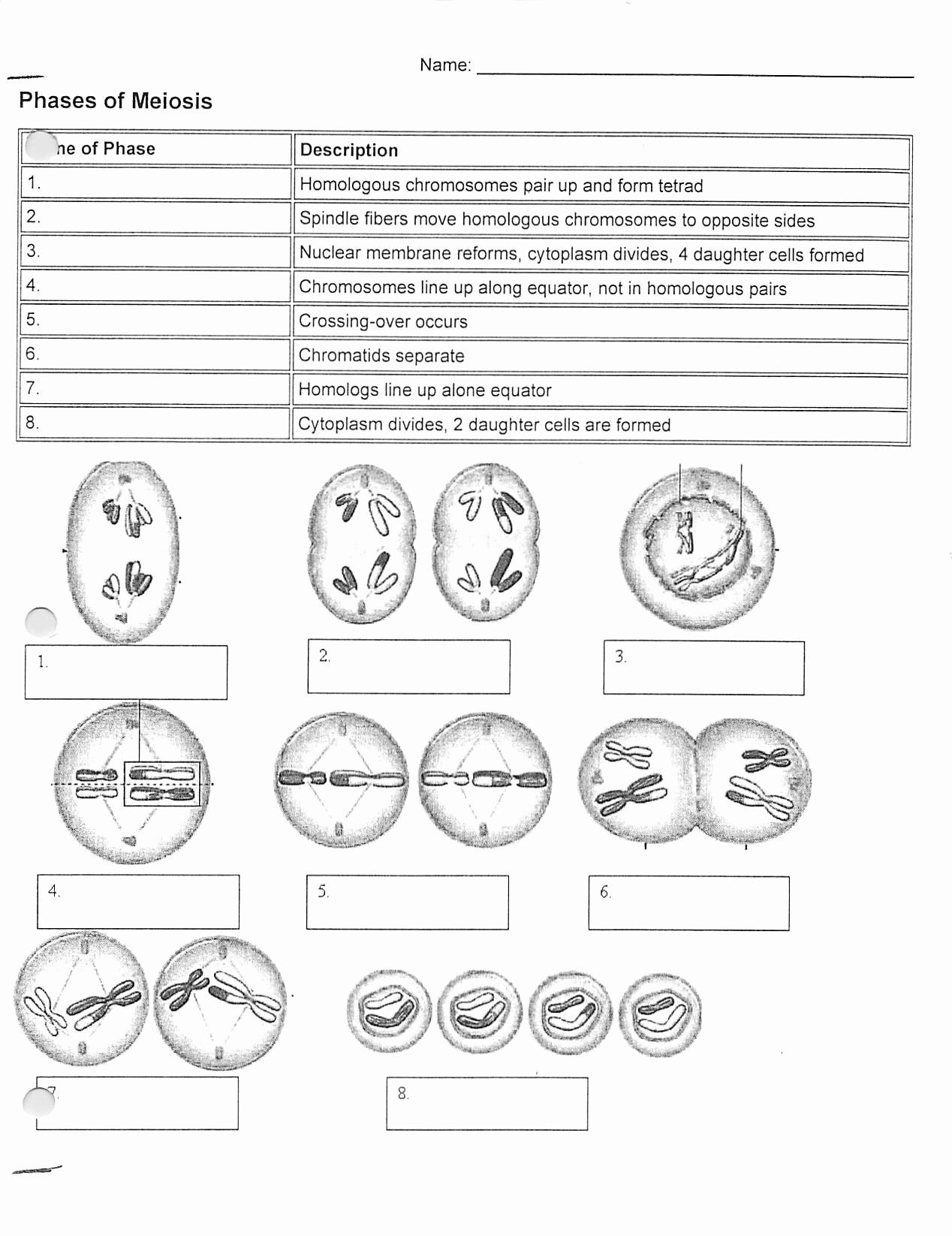 Stages Of Meiosis Worksheet Answers