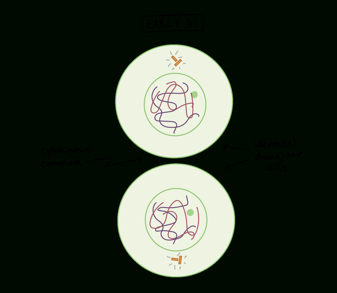 Phases Of Mitosis  Mitosis  Biology Article  Khan Academy