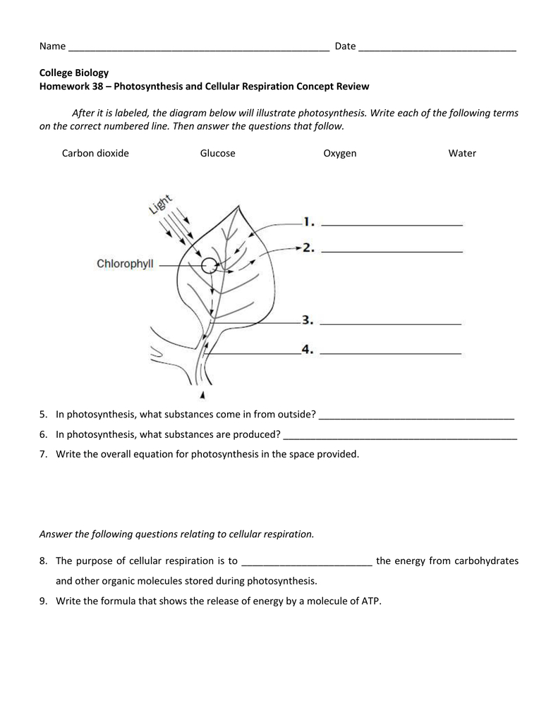 biology photosynthesis and cellular respiration worksheet answers