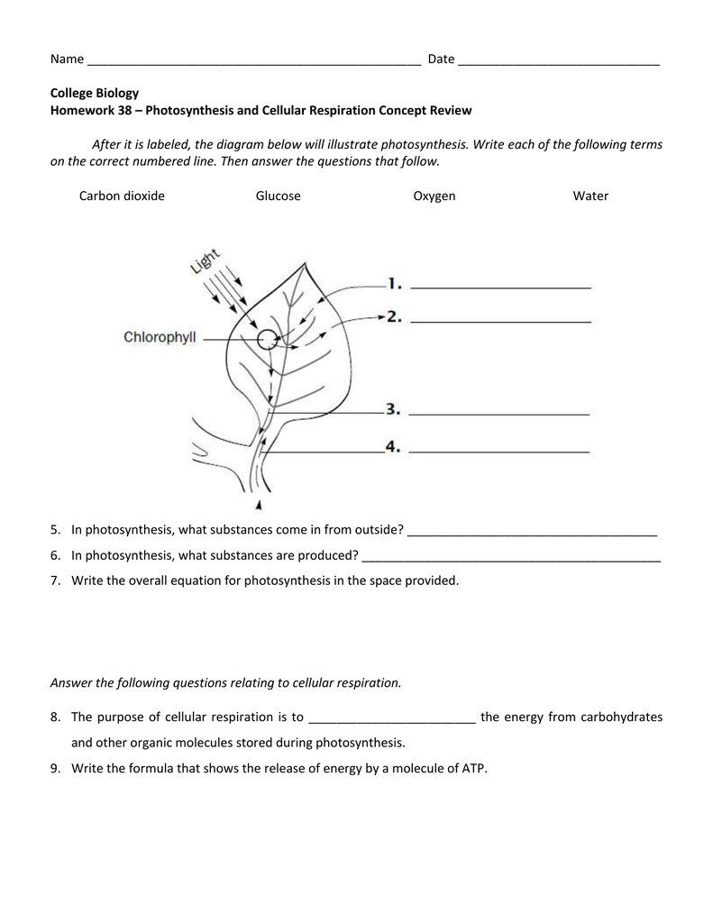 Photosynthesis And Cellular Respiration Worksheet Answers Db excel