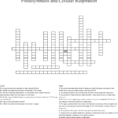 Photosynthesis And Cellular Respiration Crossword  Word