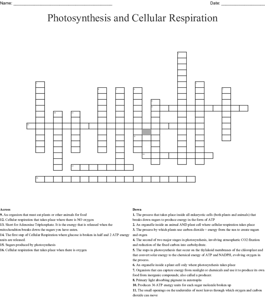 Photosynthesis And Cellular Respiration Crossword  Word