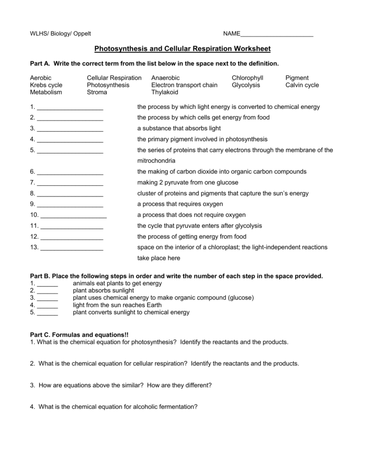 Photosynthesis And Cellular Respiration Review Sheet
