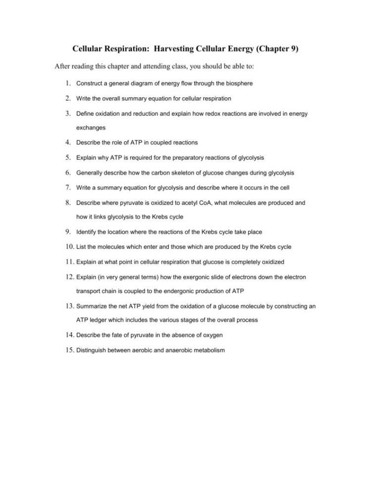 Photosynthesis And Cellular Respiration Review Worksheet Answer Key