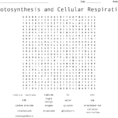 Photosynthesis And Cellular Respiration Word Search  Word