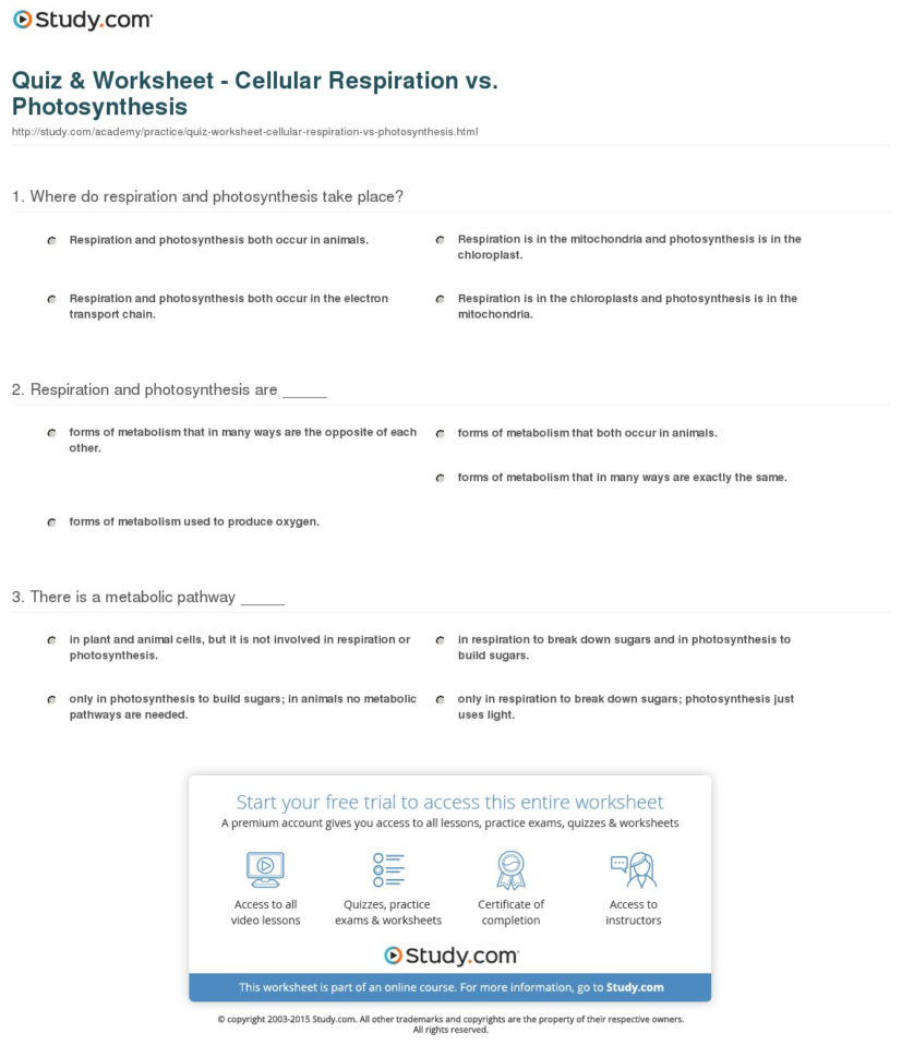 Photosynthesis And Cellular Respiration Worksheet Answer Key