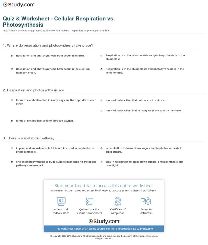 Photosynthesis And Cellular Respiration Worksheet Answer Key