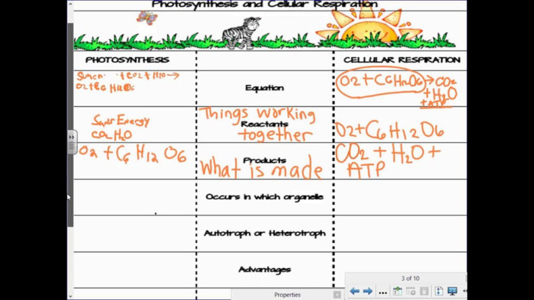 Photosynthesis And Cellular Respiration Worksheet Answer ...