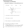 Photosynthesis And Respiration