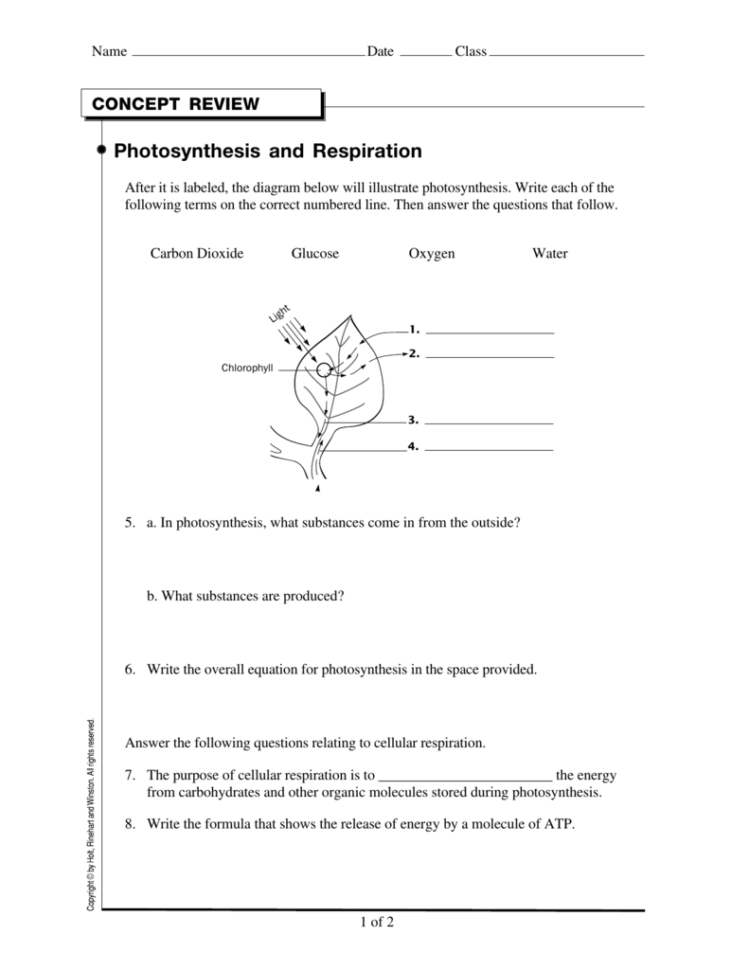 Photosynthesis And Respiration