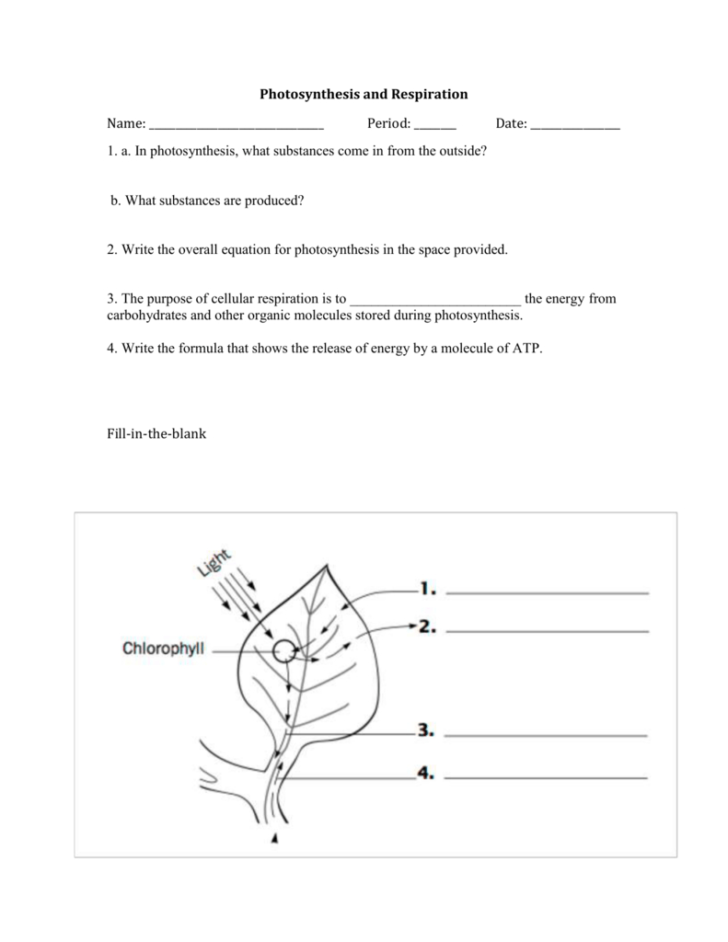 Photosynthesis Worksheet High School