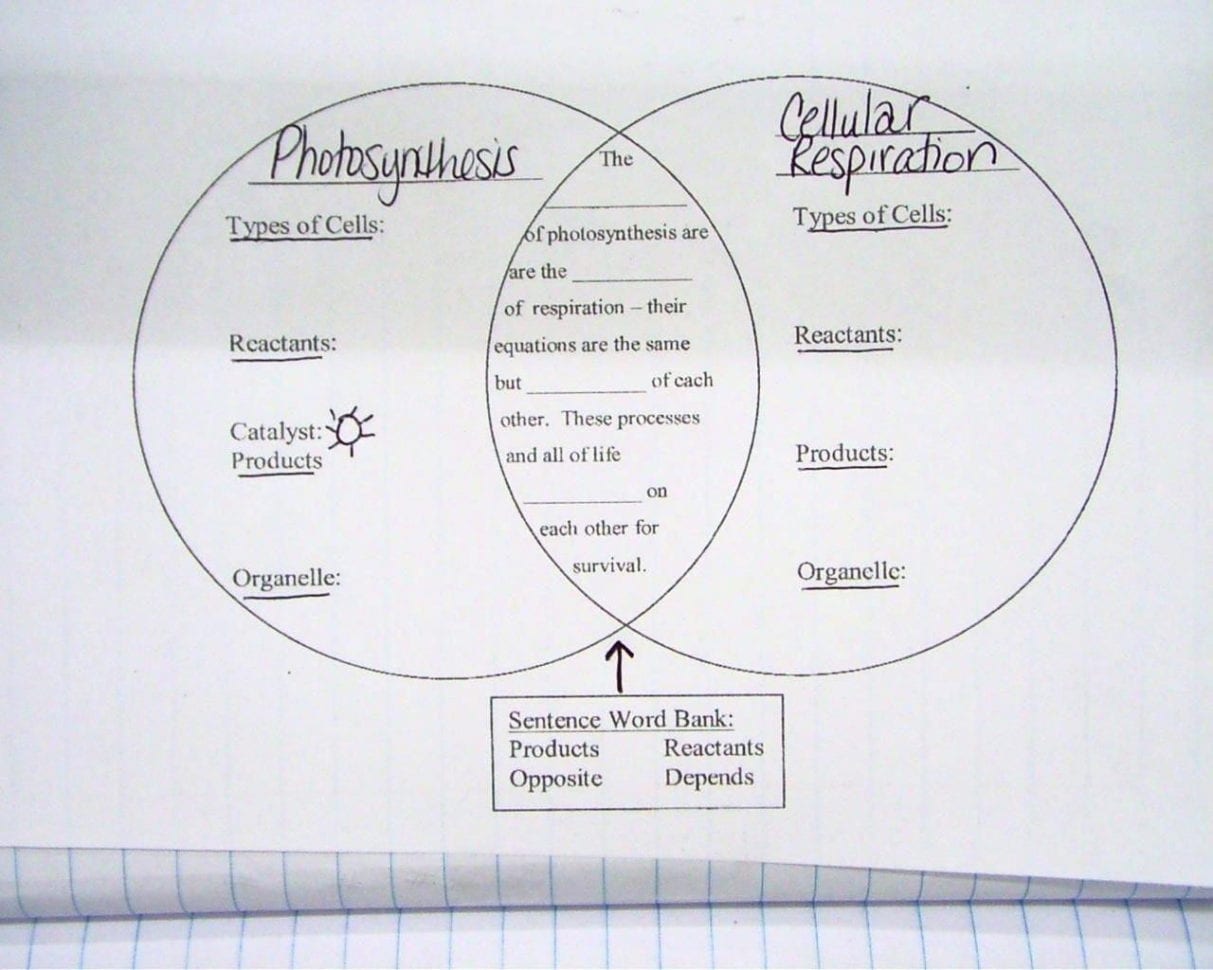 Photosynthesis And Respiration Coloring Pages – Crunchprintco