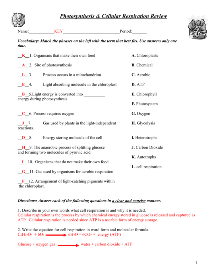 Photosynthesis  Cellular Respiration Worksheet