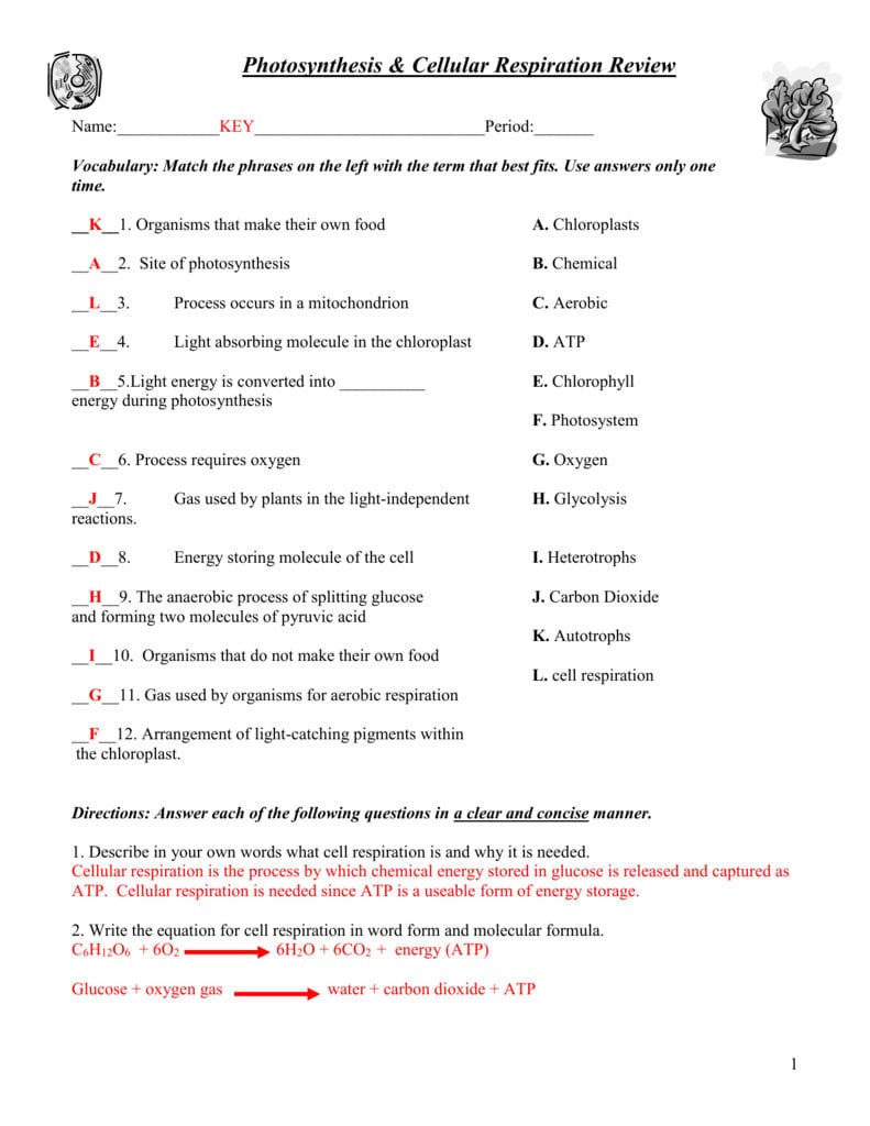 Photosynthesis  Cellular Respiration Worksheet