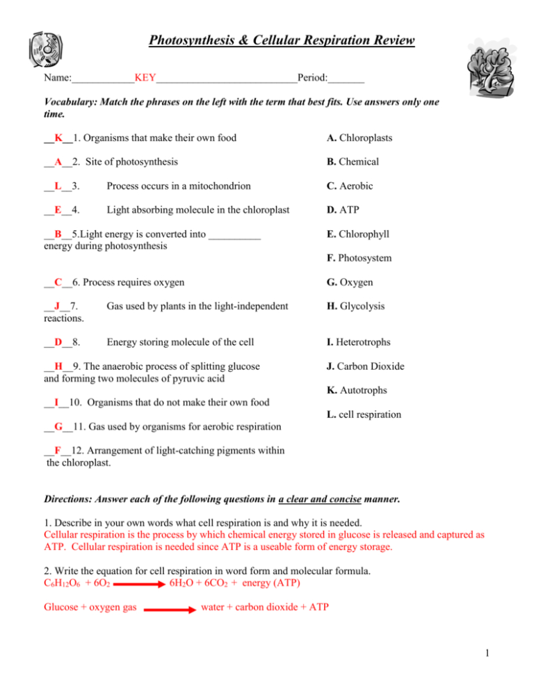 Cellular Respiration Chart Worksheets