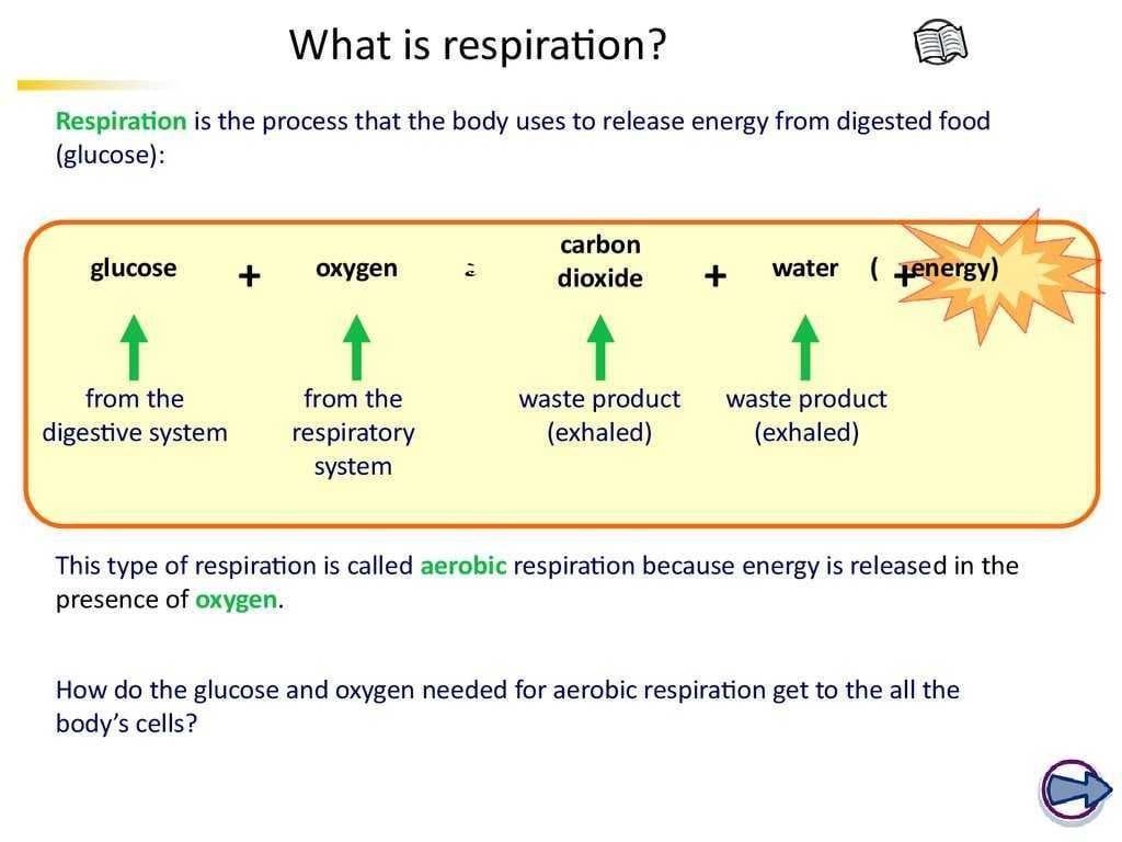 Photosynthesis  Cellular Respiration Worksheet