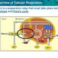 Photosynthesis  Cellular Respiration Worksheet