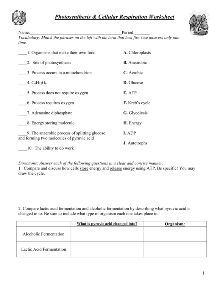 Photosynthesis  Cellular Respiration Worksheet